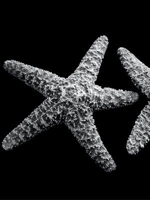 The Starfish